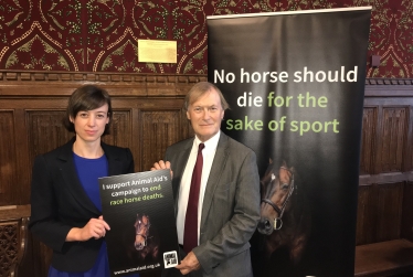 Ending Horse Deaths in Racing